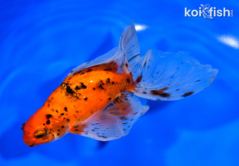 6.25" CALICO WATONAI GOLDFISH