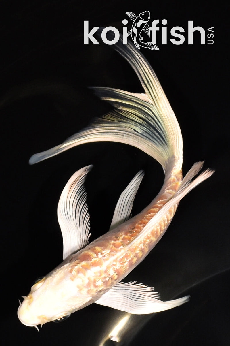 6" DOITSU GINRIN YAMABUKI OGON BUTTERFLY