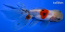 5.25" CALICO LIONHEAD ORANDA GOLDFISH