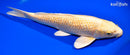 13.75" GINRIN YAMABUKI OGON