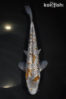 10.75" GINRIN OCHIBA SHIGURE