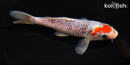 6.25" GOSHIKI