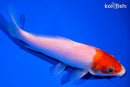 5.75" KOHAKU