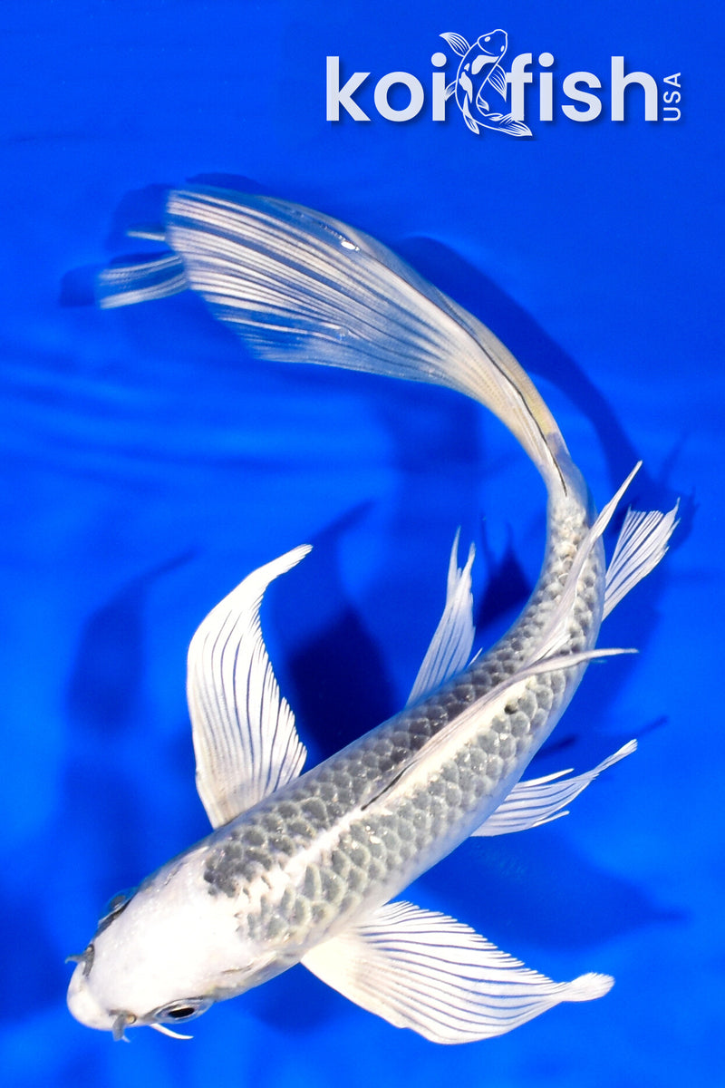 8" GIN MATSUBA BUTTERFLY