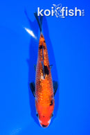 5.75" GINRIN AKA SANKE