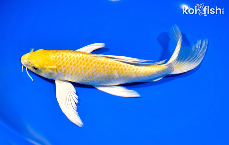 8.5" HARIWAKE BUTTERFLY