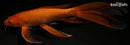 10" CHAGOI BUTTERFLY