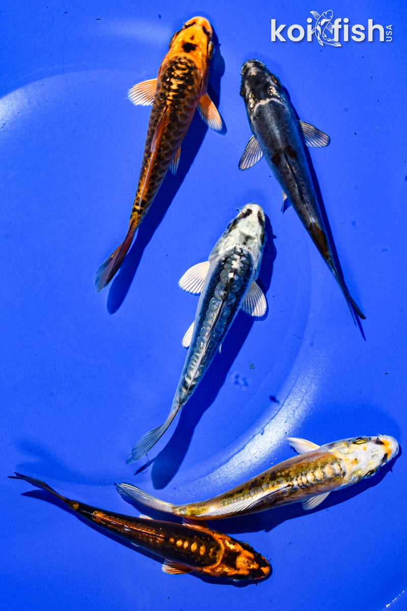 PACK OF (5) 3-4" STANDARD GHOST KOI