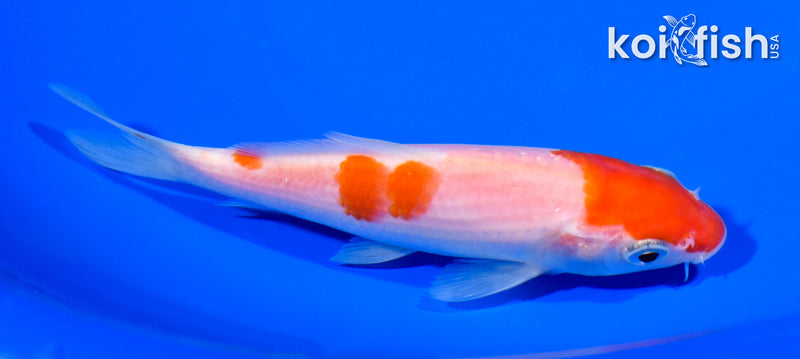 5.25" KOHAKU