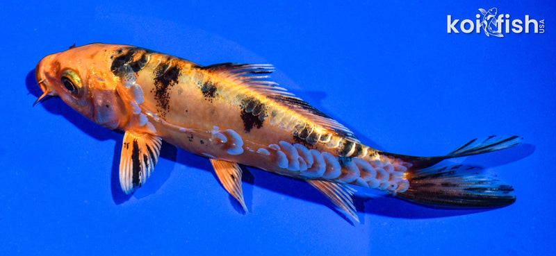 5.5" ARAGOKE ORENJI BEKKO