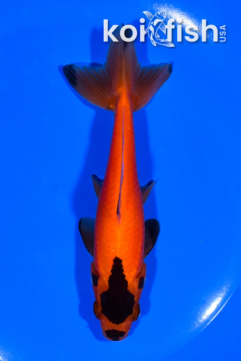 5.25" WAKIN GOLDFISH