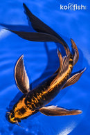 9.75" BENI KIKOKURYU BUTTERFLY