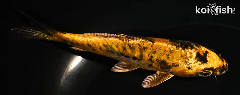 5" DOITSU KIN KI UTSURI