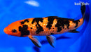 7.5" GINRIN ORENJI BEKKO