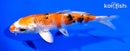 5.5" YAMATO NISHIKI