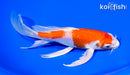 7.75" HARIWAKE BUTTERFLY