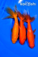 PACK OF (3) 5-5.5" WAKIN GOLDFISH