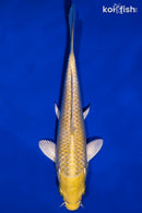 6" YAMABUKI OGON
