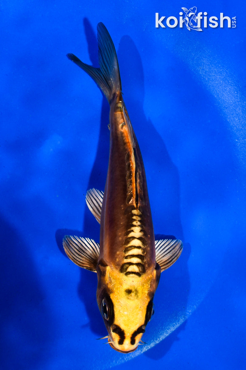 5" BENI KIKOKURYU