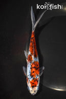 6.75" SHUBUNKIN GOLDFISH