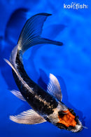 5.25" ARAGOKE BENI KIKOKURYU BUTTERFLY