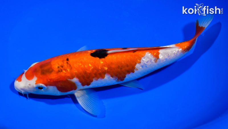8.5" GINRIN SANKE