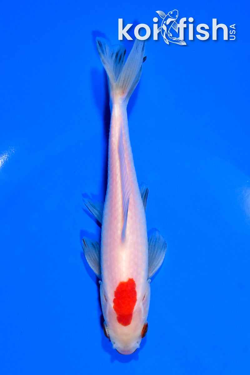 5.5" WAKIN GOLDFISH