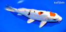 10.75" HEISEI NISHIKI