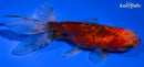 5.5" CALICO ORANDA GOLDFISH