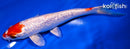 7.5" GINRIN HARIWAKE