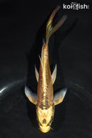 5.5" KIN KIKOKURYU BUTTERFLY