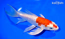 8.75" GINRIN HARIWAKE BUTTERFLY