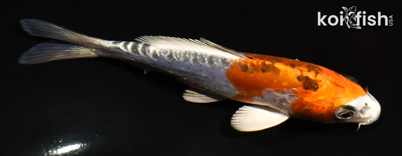 5.5" GINRIN DOITSU KUJAKU