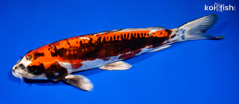 15.5" BENI KIKOKURYU