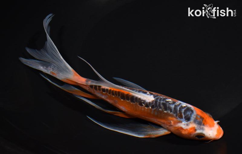 7.5" GINRIN HI SHUSUI BUTTERFLY