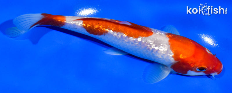6.5" GINRIN SANDAN KOHAKU