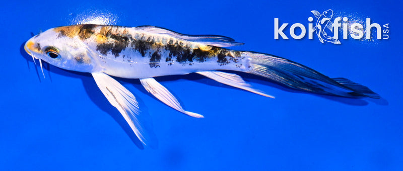 5' HEISEI NISHIKI BUTTERFLY