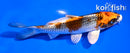 5" BENI GINGA