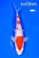 6.25" HARIWAKE