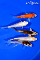 PACK OF (5) 3.5"- 3.75" STANDARD KOI