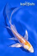 5.5" KIKUSUI BUTTERFLY