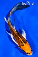 5.5" KUJAKU BUTTERFLY