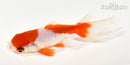 4" WAKIN GOLDFISH