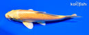 5.75" YAMABUKI OGON