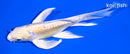 6" DOITSU YAMABUKI OGON BUTTERFLY