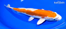 9.75" KIKUSUI