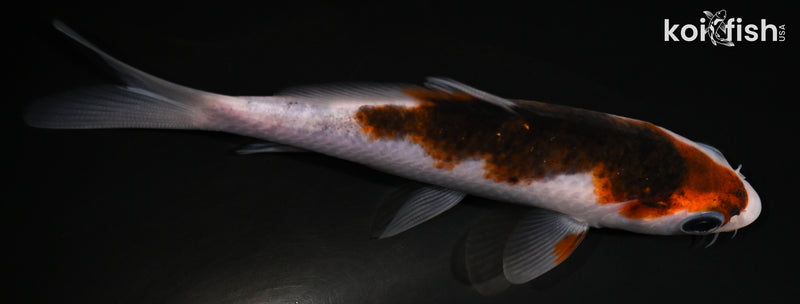 4" GOROMO