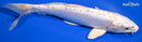 9.5" DOITSU PLATINUM OGON