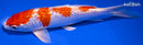 7.25" GINRIN HARIWAKE
