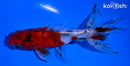 4.5" CALICO WATONAI GOLDFISH